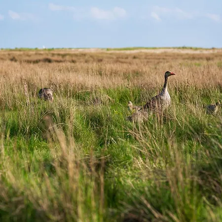 Hotel Inselhof Borkum